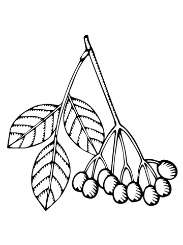 Elderberry Branch Coloring Page